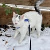 Kater Amiro liebt seine Menschen sehr