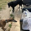 Kater Amiro liebt seine Menschen sehr