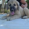 Rüde Momo sucht eine Familie