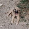 Rüde Momo sucht eine Familie
