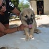 Rüde Momo sucht eine Familie