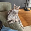 Zwei Schmusetiger suchen gem. Zuhause