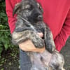Sambo sucht ein Zuhause