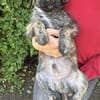 Sambo sucht ein Zuhause