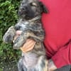 Sambo sucht ein Zuhause