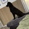 Ace sucht dringend ein Zuhause