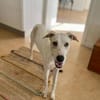 Nancy sucht ein Zuhause von D aus