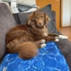 Sergio- sensibel und kuschelbedürftig