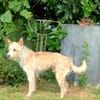 Turpi1 sucht ein Zuhause