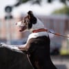 Cayo, 5 Jahre, sucht passenden Deckel