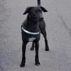 Patch Neugieriger Jungspund sucht dich!