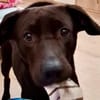 Patch Neugieriger Jungspund sucht dich!