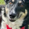 BESSIE -liebevoll, witzig & verspielt-