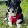 BESSIE -liebevoll, witzig & verspielt-