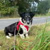 BESSIE -liebevoll, witzig & verspielt-