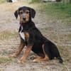 Talia - eigene Familie gesucht