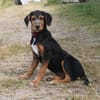 Talia - eigene Familie gesucht
