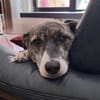 Amelia - freundliche Familienhündin