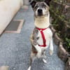 Amelia - freundliche Familienhündin