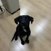Karam sucht ein zu Hause