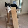 toller Kater Mighty in Bodenheim bei MZ