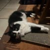 toller Kater Mighty in Bodenheim bei MZ