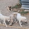 Zaubermaus Pebbles sucht ihre Menschen