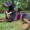 Axel Junior - PS in 53347 Alfter