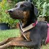 Axel Junior - PS in 53347 Alfter