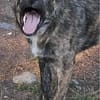 Lydia, süsses Hundemädchen sucht Liebe