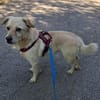Pancho - Notfall -