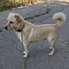 Pancho - Notfall -