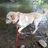 Pancho - Notfall -