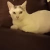 Bombon