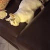 Bombon