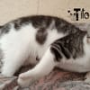TITO