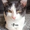 THEA