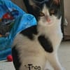 THEA