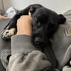 Kleine Hündin SLUKI sucht ihr Zuhause!