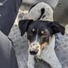 Makoa sucht sein Für-Immer-Zuhause