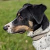 Makoa sucht sein Für-Immer-Zuhause