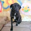 Sensibler ruhiger BLACKY sucht ♥