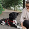 Lino sucht sein Für-Immer-Zuhause