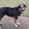 Goofy möchte endlich ankommen