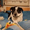Joshua sucht ein Zuhause