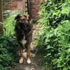 Nevi sucht sein Zuhause