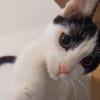 Bongi - Junges Katzenglück sucht dich