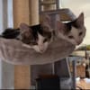 Aluno & Fluffy  Verspieltes Dreamteam