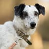 Spotty sucht hundeerfahrene Menschen