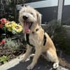 Dietrich sucht ein liebevolles Zuhause